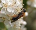 Andrena haemorrhoa